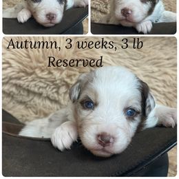 Firefall - Red merle female Australian Shepherd puppy in Marshall, Virginia from Greywood Farm Aussies