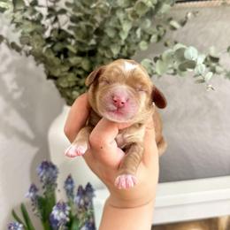 HONEY - Caramel red female Australian Labradoodle puppy in Palmdale, California from Heavenly Doodles