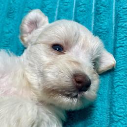 Marcus - Wheaten male Miniature Schnauzer puppy in Interlachen, Florida from Pam's Schnauzers