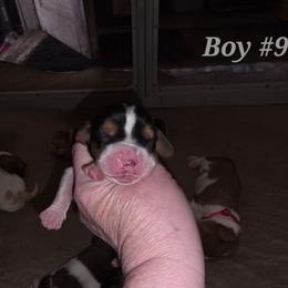 Boy9 - Black and white male Basset Hound puppy in Whitney, Texas from Happy Hound Bassets of Whitney