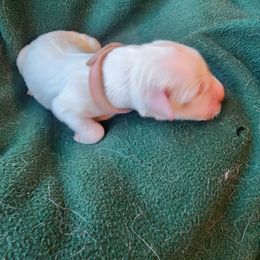 Pink - Golden female Golden Retriever puppy in Lucasville, Ohio from Halo Kennels