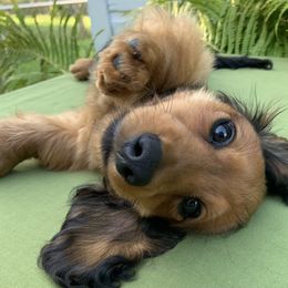 Dachshund Puppies from Hidden Haven Dachshunds