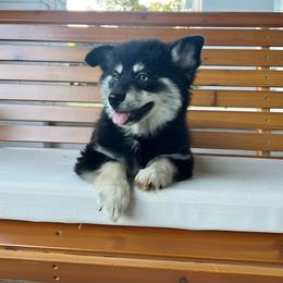 Luigi - Black and white male Pomsky puppy in Henderson, Kentucky from Paris Pomskies