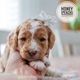 Peach - Apricot female Golden Aussiedoodle puppy in Hyrum, Utah from Goldendoodledoo Farms