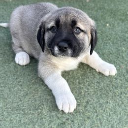 Anatolian Shepherd Dog Puppies from WanderDogs.Co