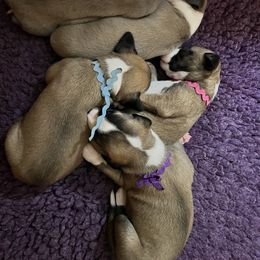 Whippet Puppies from Aiukli Whippets