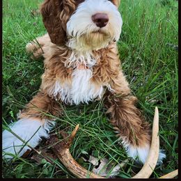 Australian Labradoodle, Bernedoodle, and Goldendoodle All Grown Up from Silver Creek Doodles