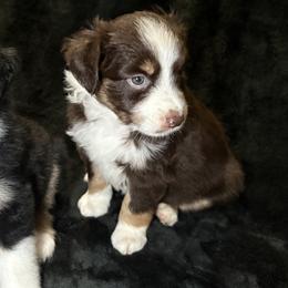 Miniature American Shepherds from Kayla Tarver