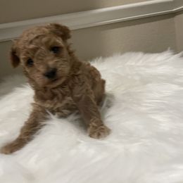 Maltese, Poodle, and Shih Tzu Puppies from Happy puppies