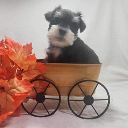 Miss to - Black and silver female Miniature Schnauzer puppy in San Bernardino, California from Rose Lane Schnauzers