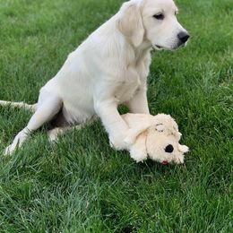 Golden Retriever Puppies from Mountain Laurel Goldens