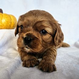 Biscuit - Cavalier King Charles Spaniel puppy from Annie's Puppies