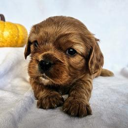 Biscuit - Cavalier King Charles Spaniel puppy from Annie's Puppies