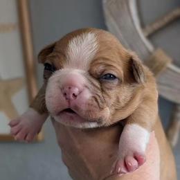 Boston Terrier Puppies from All American Boston Terriers