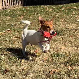 Lord Luca - Russell Terrier puppy from Royal Russells Ranch