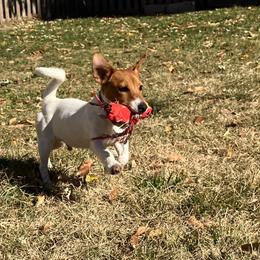 Lord Luca - Russell Terrier puppy from Royal Russells Ranch