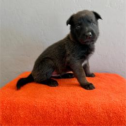 Luke (Yellow) - Black sable male Belgian Malinois puppy in Buckeue, Arizona from Légende Vivante Du Chief Kennel