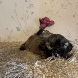 Lexus - Gold female Shih Tzu puppy in Hibbing, Minnesota from Iron Range Shih Tzu and Puppies