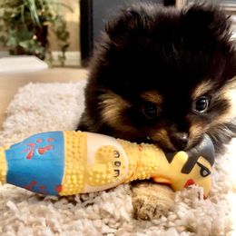 Pomeranians from The Bomb Poms