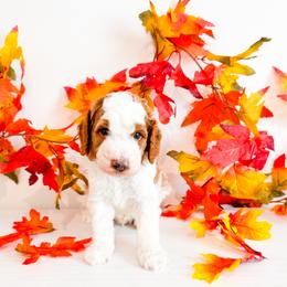 Mr Green - Parti male Goldendoodle puppy in Kissimmee, Florida from Poodle Doodle Kennels
