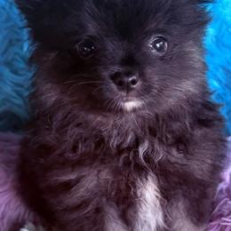 Bear - Black and tan male Pomeranian puppy in Gainesville, Texas from Pomtastic Pomeranians