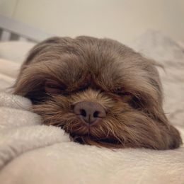 Sheldon - Shih Tzu