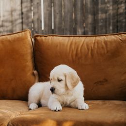 Golden Retriever Puppies from Rosemary Goldens