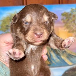 Duncan - Red tri male Miniature Australian Shepherd puppy in Patterson, North Carolina from DreamLine Aussies