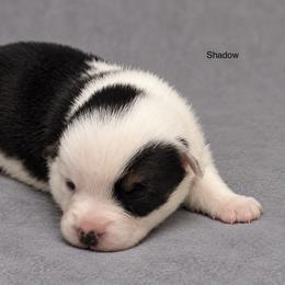Shadow - White and black male Pembroke Welsh Corgi puppy in Port Republic, Maryland from Bestfurends