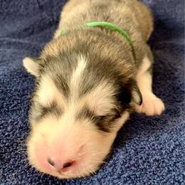 Dwight - Gray and white male Alaskan Malamute puppy in Palmyra, Michigan from Illusion Kennel