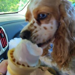 Cocker Spaniel All Grown Up from Laureen's Cocker Spaniels