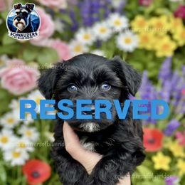 RESERVED - Black male Miniature Schnauzer puppy in Spruce Pine, North Carolina from Schnauzers of Blue Ridge