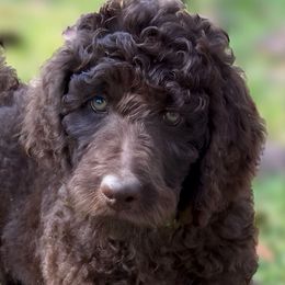 Hunter - Chocolate male Goldendoodle puppy in Willacoochee, Georgia from Kitandkboodle's Doodles