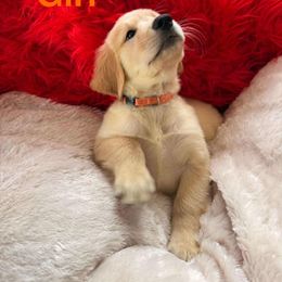 Orange - Golden male Golden Retriever puppy in Huntington Beach, California from American True Golden retriever