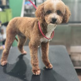 Romeo - Goldendoodle