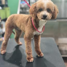 Romeo - Goldendoodle