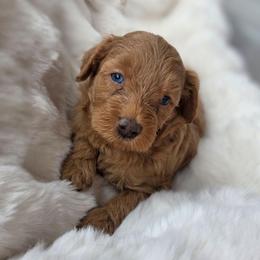 Lamborghini - Red male Aussiedoodle puppy in North Royalton, Ohio from Johnson's Doodles