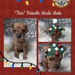 Tres - Merle male Great Dane puppy in White City, Kansas from Southwind Great Danes