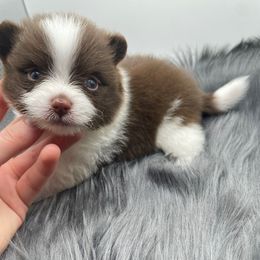 Fortune - Chocolate parti male Pomeranian puppy in Bogata, Texas from Kerrie’s Pomeranian