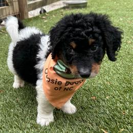 Babycakes - Tri-color male Bernedoodle puppy in Camden, North Carolina from Oopsie Doodles of NC