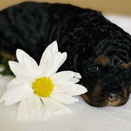 Cockapoo Puppies from Maple’s Cockapoo Puppies