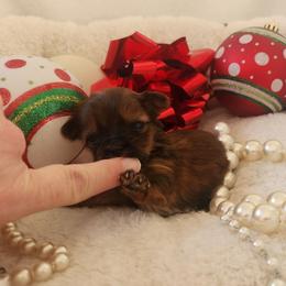 Orla - Gold female Yorkshire Terrier puppy in Dallas, North Carolina from Mandy's Miracles