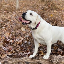 🥝Kiwi - Labrador Retriever