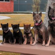 Hokkaido Puppies from Kaiju Kennels
