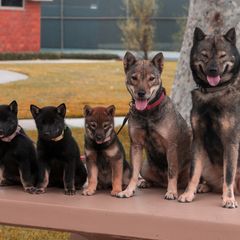 Hokkaido Puppies from Kaiju Kennels