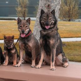 Hokkaido Puppies from Kaiju Kennels