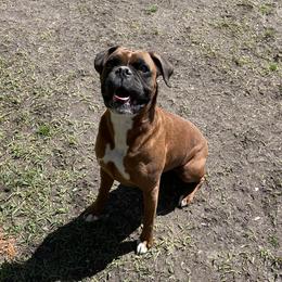 Bella - Boxer