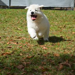 Berger Blanc Suisse and German Shepherd Puppies from Vom Hundhaus German Shepherds