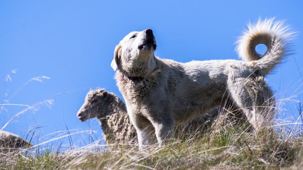 Find Akbash puppies for sale