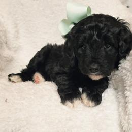 Luna - Black and white female Bernedoodle puppy in Elkhart, Iowa from Quality Iowa Doodles